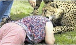 大爆料猎豹老婆图片视频,真相令人震惊！