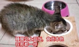 娱乐吃瓜酱内向的小猫,内向小猫的娱乐吃瓜日常