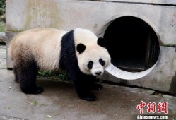 林冰最新爆料熊猫视频,熊猫视频揭秘萌态瞬间