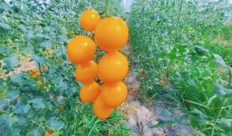 安徽第一大网红吃瓜,揭秘娱乐圈幕后真相