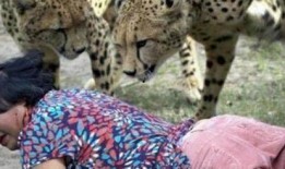 大爆料猎豹老婆图片视频,真相令人震惊！
