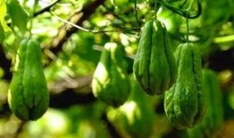 网红吃佛手瓜视频,口感独特引网友热议！
