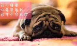 巴哥全新爆料视频大全,揭秘幕后真相与精彩瞬间