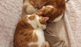 娱乐吃瓜酱内向的小猫,内向小猫的娱乐吃瓜日常