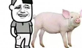 吃瓜网红小胖猪视频,揭秘网红圈幕后故事