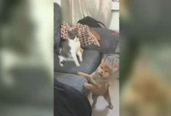 小雅姐姐爆料视频,幕后真相大曝光