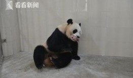 林冰最新爆料熊猫视频,熊猫视频揭秘萌态瞬间