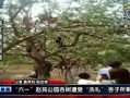 邯郸大树爆料事件真相视频,揭秘真相背后的曲折历程