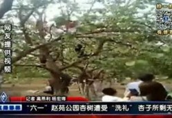 邯郸大树爆料事件真相视频,揭秘真相背后的曲折历程