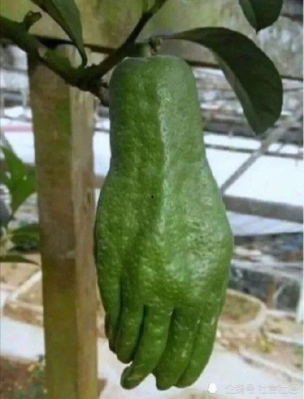 怎么吃娱乐大瓜